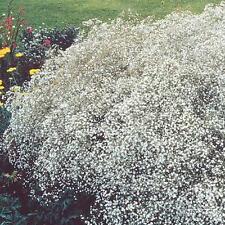 Gypsophila single alba for sale  SALISBURY