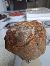 Großer baumstamm versteinerte gebraucht kaufen  Xanten