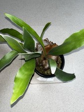 Platycerium bifurcatum netherl for sale  Eustis