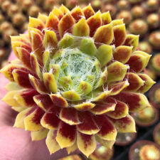Sempervivum succulent lemon for sale  PETERBOROUGH