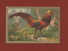 Chromo faisan doré d'occasion  Nogent