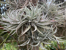 Tillandsia harrisii bromeliad d'occasion  Toulouse-