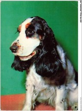 Akvp9 0743 chien d'occasion  France