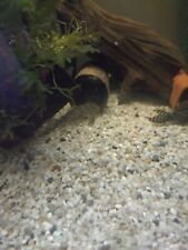L66 pleco young for sale  THORNTON HEATH
