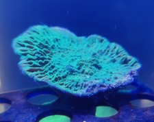 5cm green montipora for sale  REDRUTH