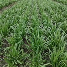 Chinese garlic chives for sale  LANCASTER