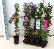 Clematis jackmanii superba gebraucht kaufen  Westerstede