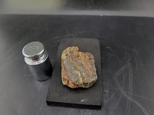 Permineralized fossil mammoth for sale  Belleville