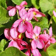 Usado, VIOLA ODORATA RUBRA, VERMELHO DOCE VIOLETA comprar usado  Enviando para Brazil