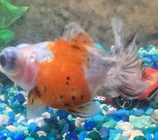 large comet goldfish for sale large comet goldfish for sale Durham