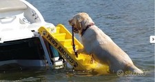 Paws aboard scaletta usato  San Giovanni la Punta