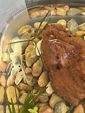 Live aquarium crayfish for sale  Kingsland
