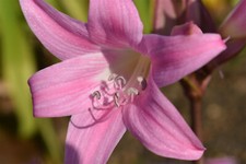 Hippeastrum amaryllis belladon for sale  WOLVERHAMPTON