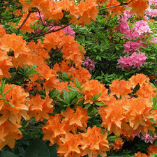 Orange azalea japanese for sale  UK