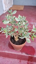 Large crassula ovata for sale  Los Angeles