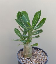 adenium for sale adenium for sale WALTON ON THE NAZE