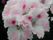 Regal pelargonium plant for sale  MAIDSTONE