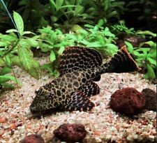 Leopard pleco pterygoplichthys for sale  LONDON