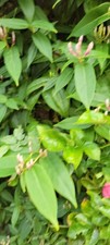 bienen ableger gebraucht kaufen bienen ableger gebraucht kaufen Cremlingen