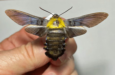 Sphingidae sataspes xyloparis for sale  Shipping to United Kingdom