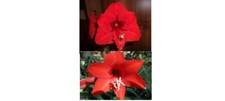 Amaryllis pollinated hippeastr for sale  Greenwood