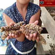 Libbra autentico kopi usato  Spedire a Italy