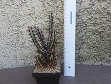 Euphorbia aeruginosa topfgrö� gebraucht kaufen  Mannheim