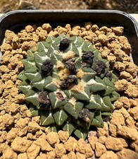 Ariocarpus kotschoubeyanus sla usato  Valdastico