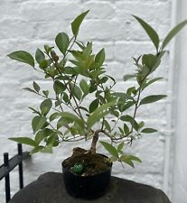 Bonsai tree ligustrum for sale  LONDON