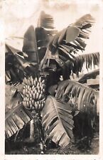 Cameroon banana tree d'occasion  Expédié en Belgium