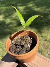 Foxtail palm tree for sale  Tarpon Springs