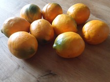 Sommerliche deko pappmachée gebraucht kaufen  Dinslaken