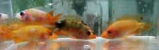 Colored red devil for sale  Middleburg