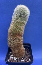 Mammillaria spinosissima ssp. for sale  Elgin