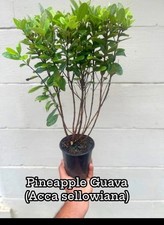 Pineapple guava live for sale  Sanford