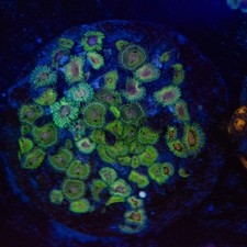 Wysiwyg zoa colony for sale  BIRMINGHAM