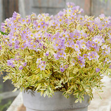 Polemonium golden feathers for sale  UK