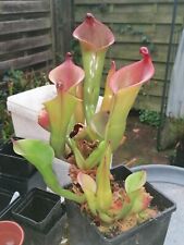 Heliamphora cyclops pezzo usato  Spedire a Italy