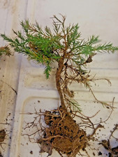 Eastern red cedar for sale  King George