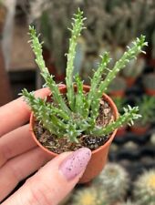 euphorbia rare usato euphorbia rare usato Barcellona Pozzo di Gotto