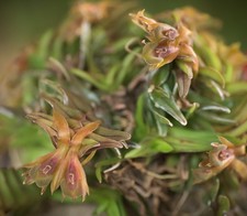 Epidendrum schleianum usato  Spedire a Italy