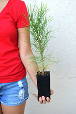 Treesagain potted ponderosa for sale  La Junta