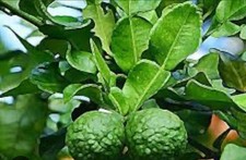 Thai kaffir lime for sale  KIDDERMINSTER