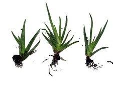 Organic aloe vera for sale  Unionville