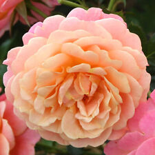 Rose peach melba for sale  PETERBOROUGH