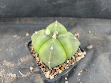 Astrophytum myriostigma quadri usato  Massafra