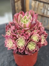 Martian plant aeonium for sale  Elk Grove