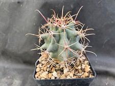 Ferobergia hybrid vivaio usato  Massafra
