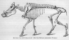 Skelett anatomie wildschwein gebraucht kaufen  Lauenburg/ Elbe
