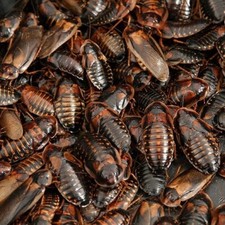 Dubia roaches colony for sale  Saint Ann
